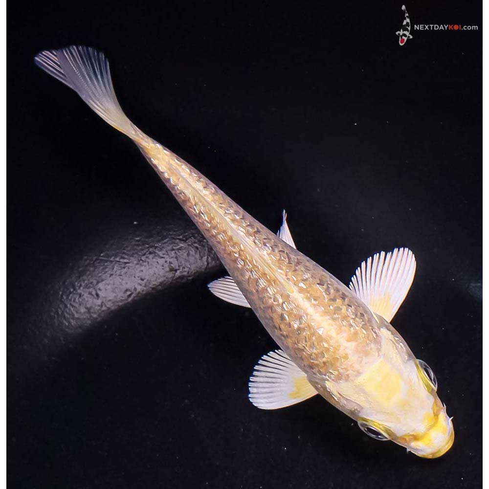 5” Imported Gin Rin Yamabuki Ogon