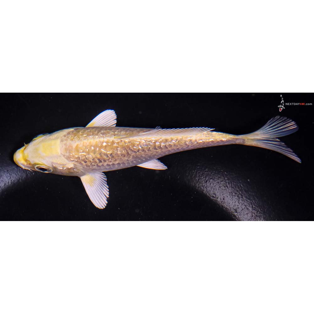 5” Imported Gin Rin Yamabuki Ogon