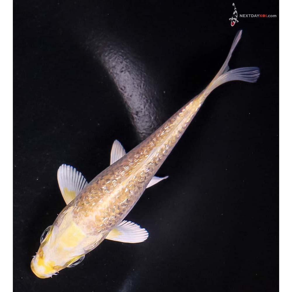 5” Imported Gin Rin Yamabuki Ogon