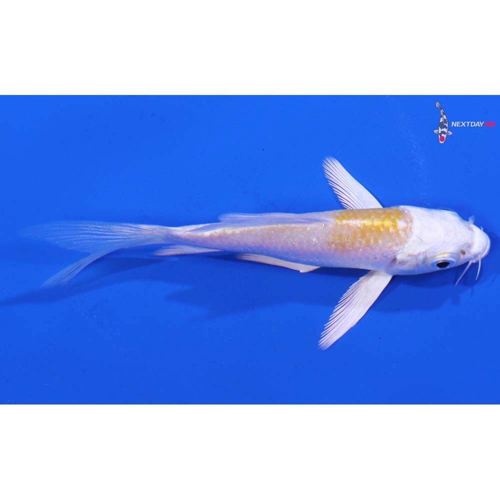3.5” Imported Lemon Hariwake Butterfly Koi