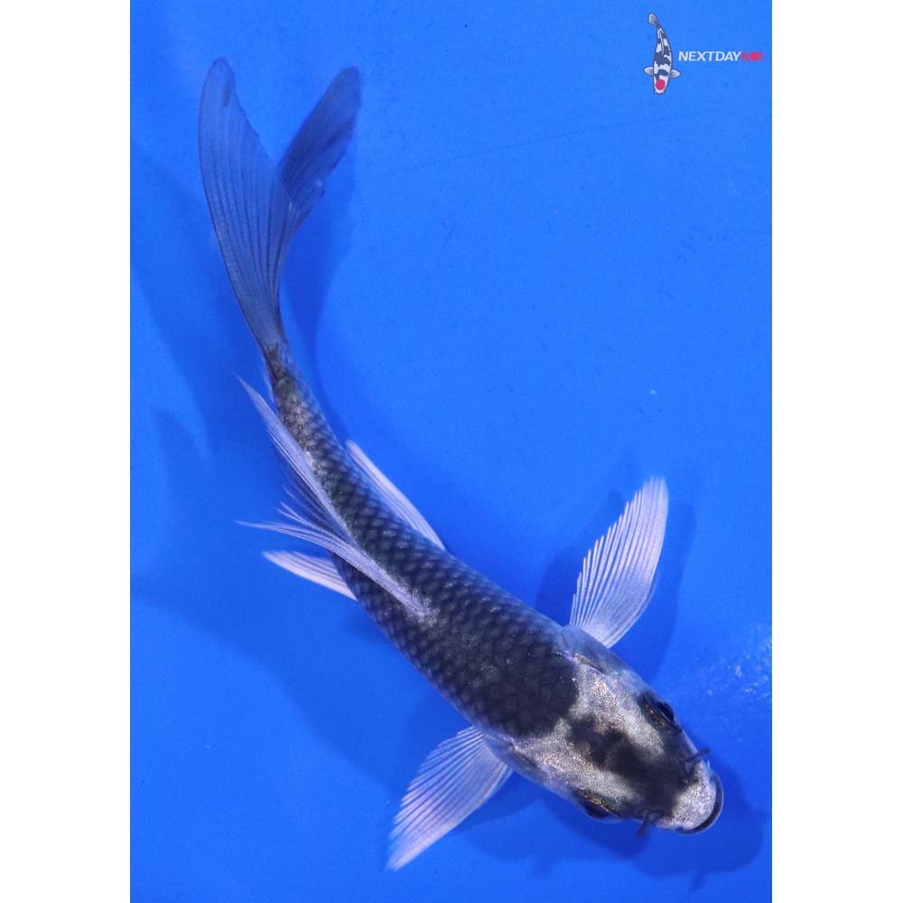 3.5” Imported Gin Matsuba Butterfly Koi