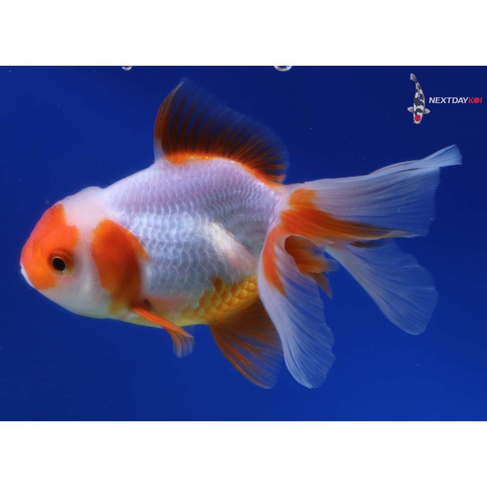 4.5” Imported Red and White Oranda