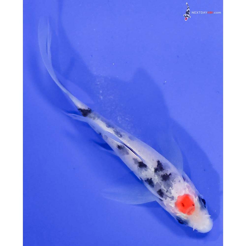 4” Imported Tancho Sanke Butterfly Koi | Next Day Koi