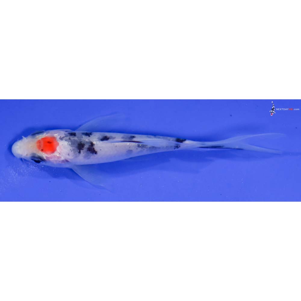 4” Imported Tancho Sanke Butterfly Koi | Next Day Koi