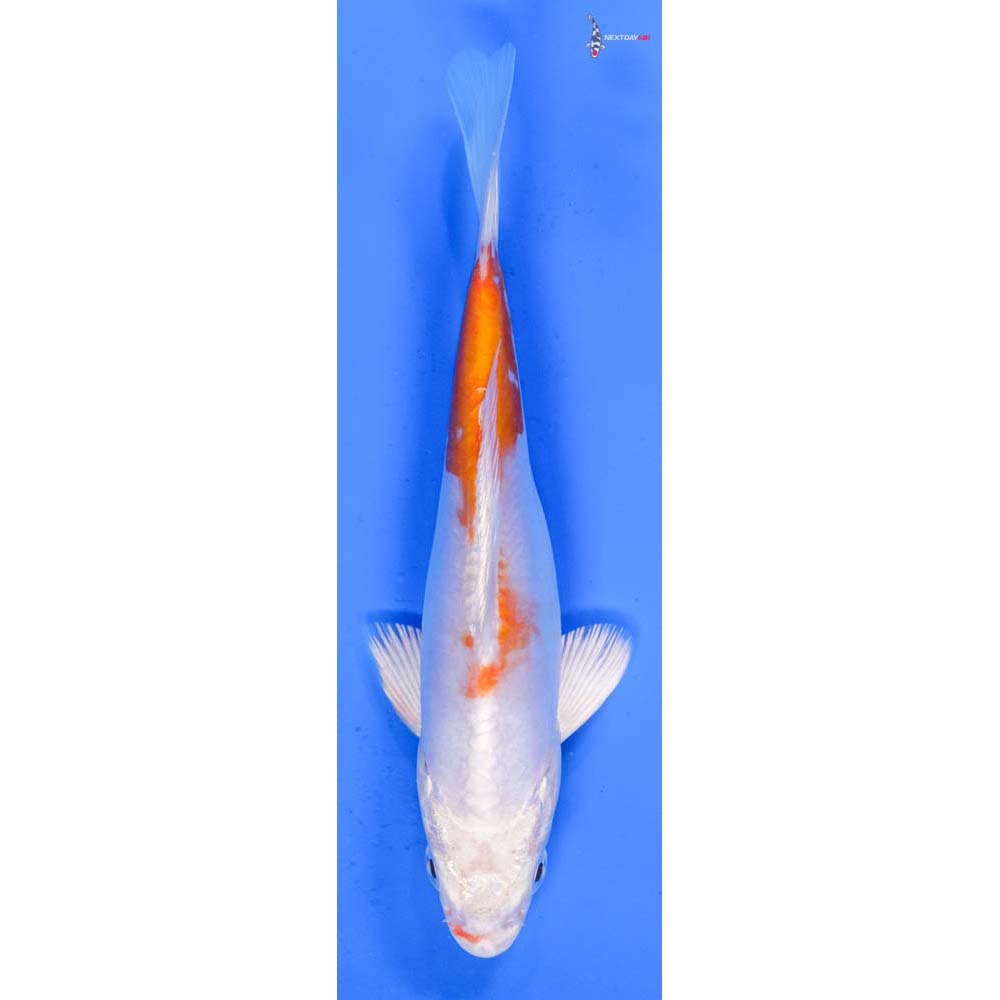 6” Imported Kikusui