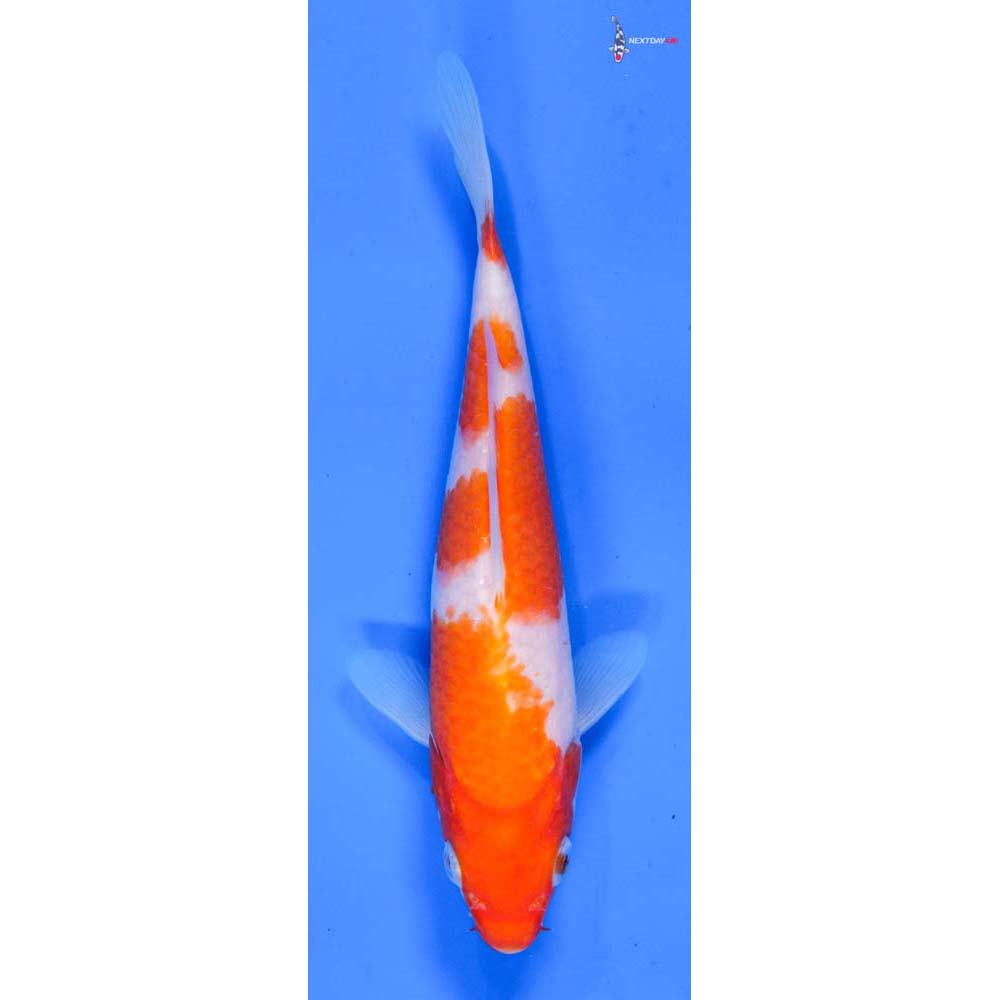 6” Imported Kohaku