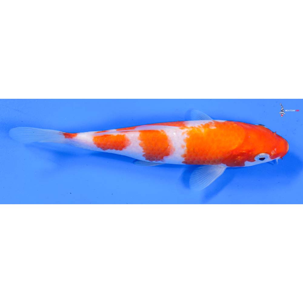 6” Imported Kohaku