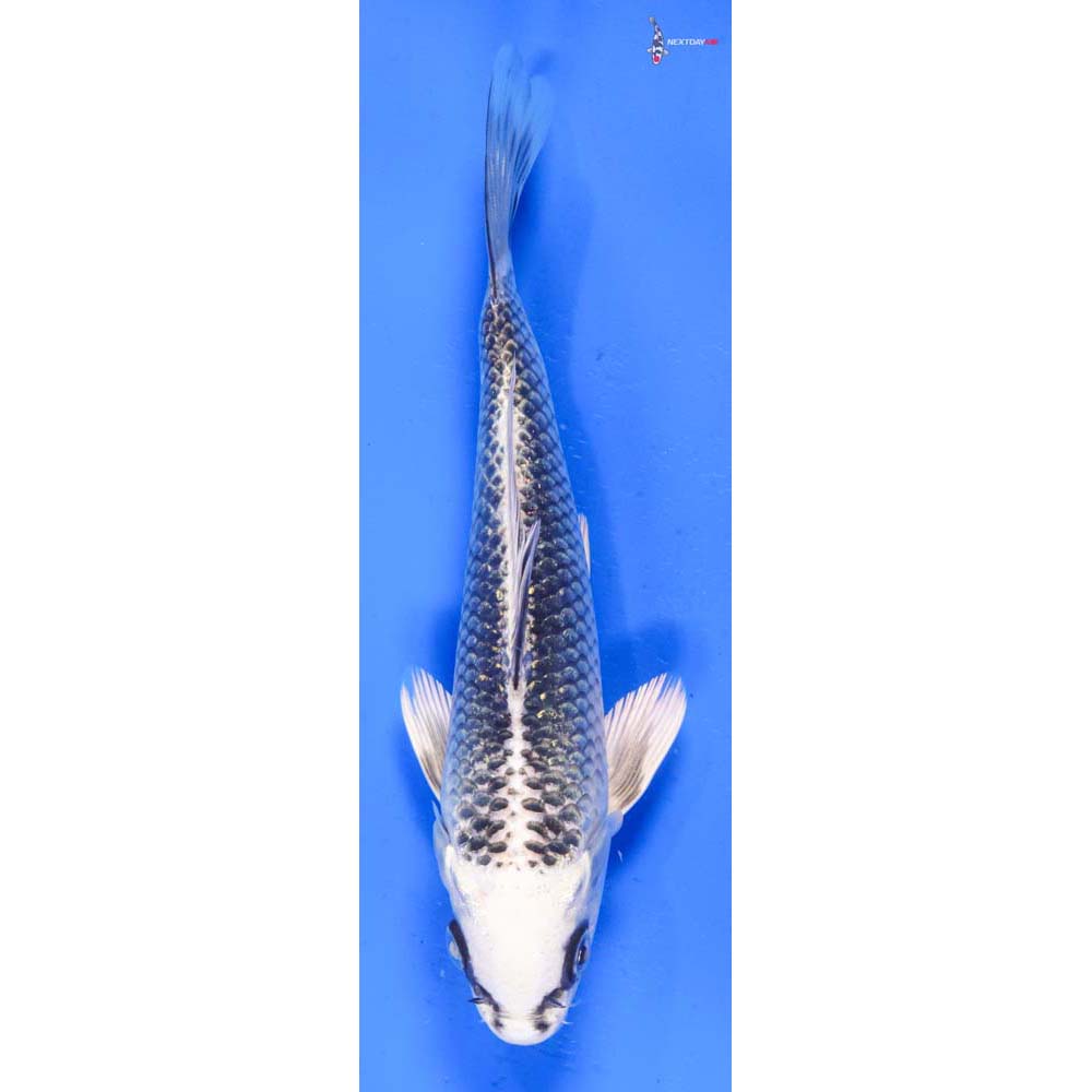 6.5” Imported Gin Matsuba