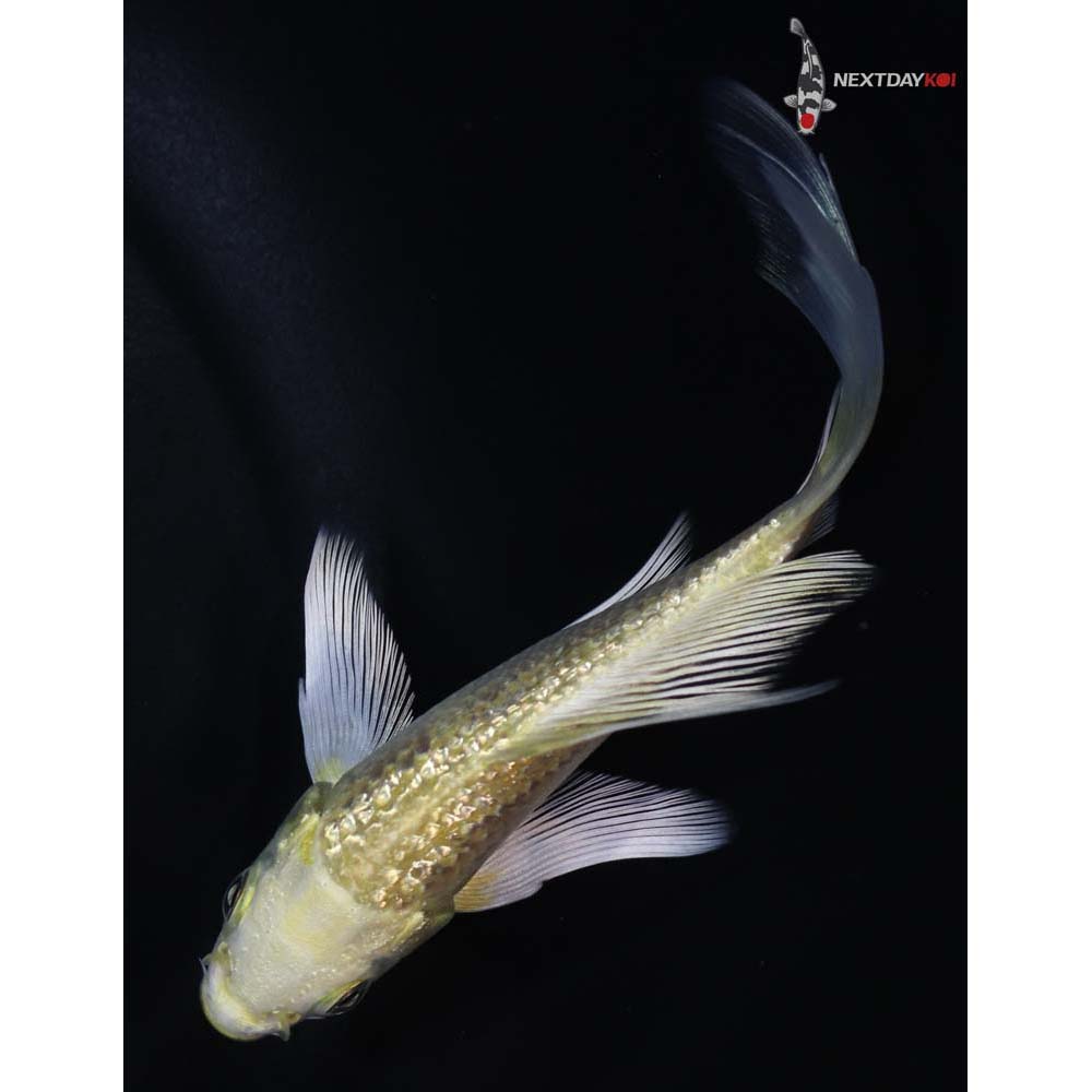 4.5” Imported Gin Rin Yamabuki Ogon Butterfly Koi