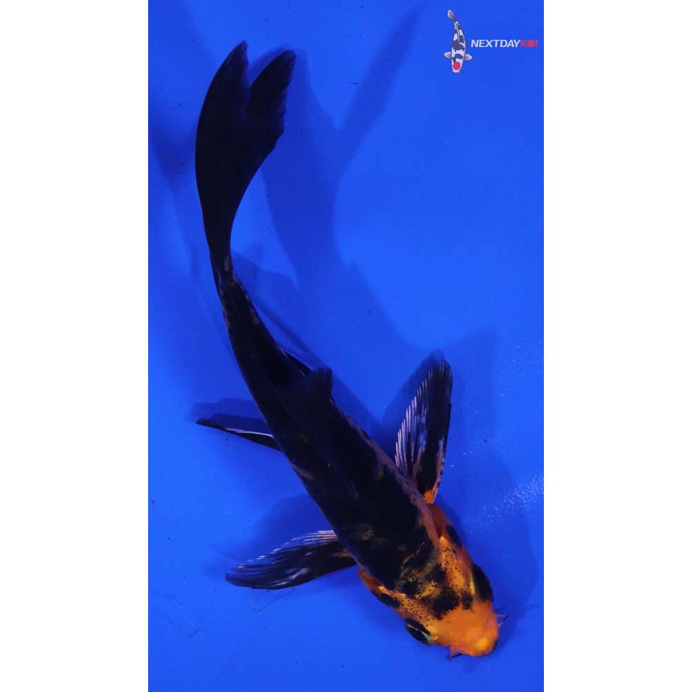 4.5” Imported Kin Aka Bekko Butterfly Koi