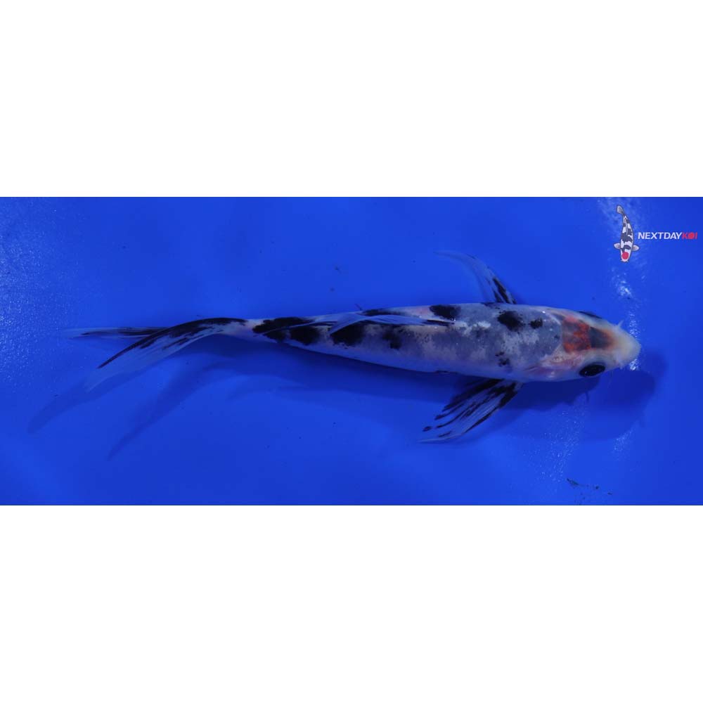 5” Imported Shiro Bekko Butterfly Koi