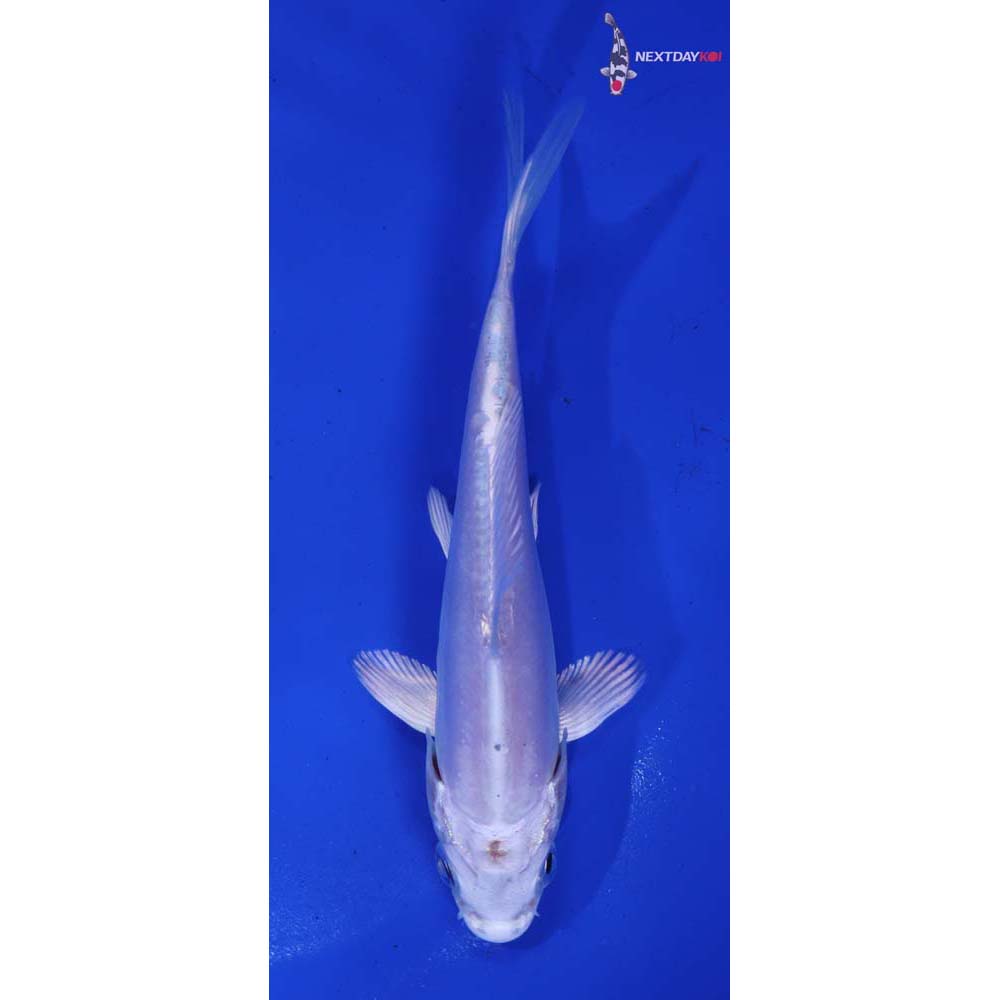 4.5” Imported Doitsu Platinum Ogon