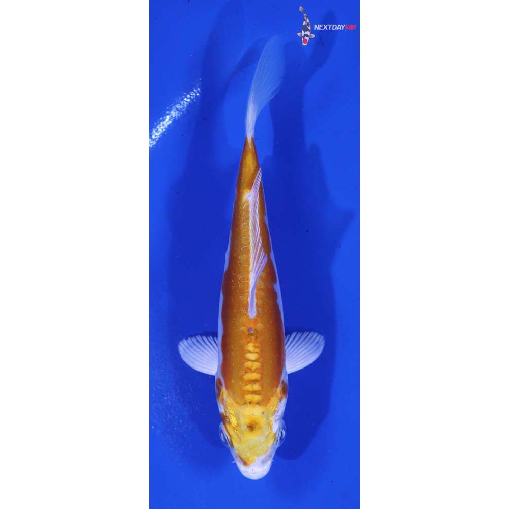 4.5” Imported Kikusui