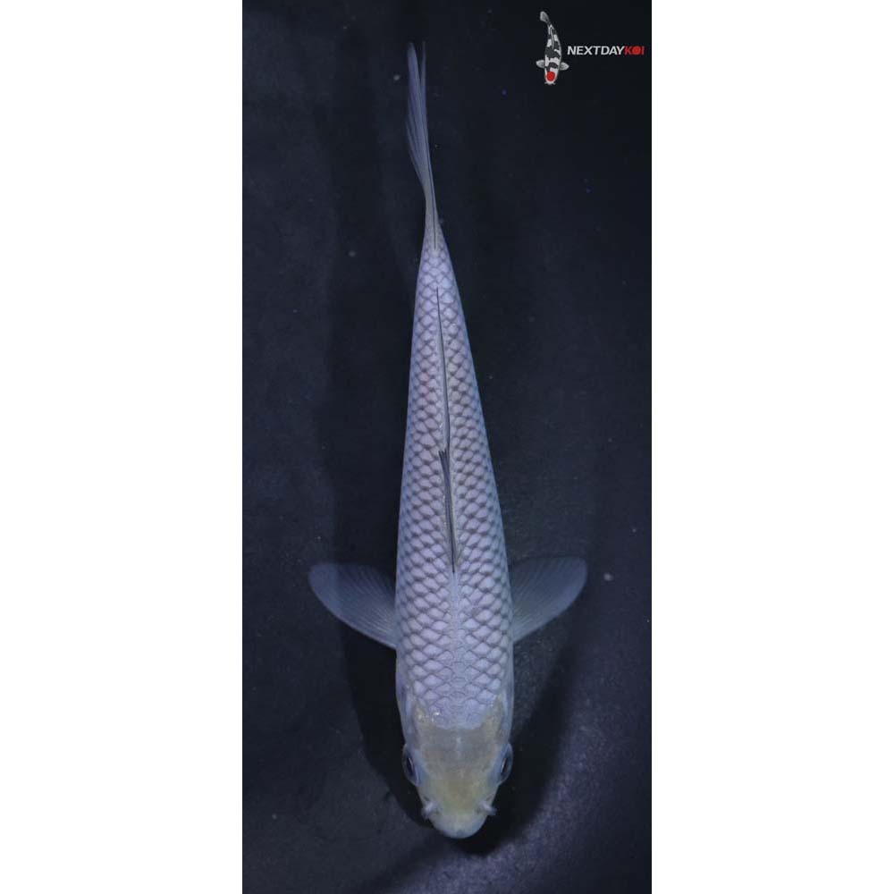 4.5” Imported Soragoi