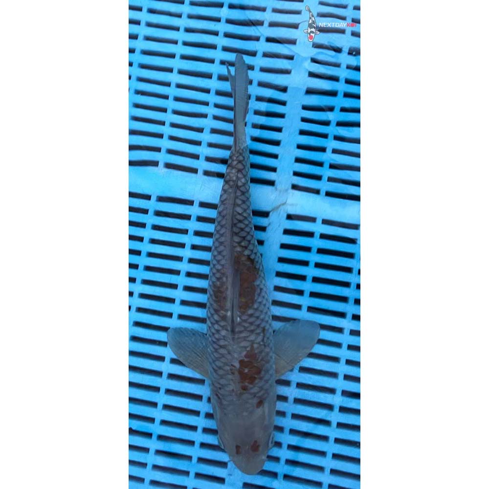 12-14” Imported Ochiba Shigure