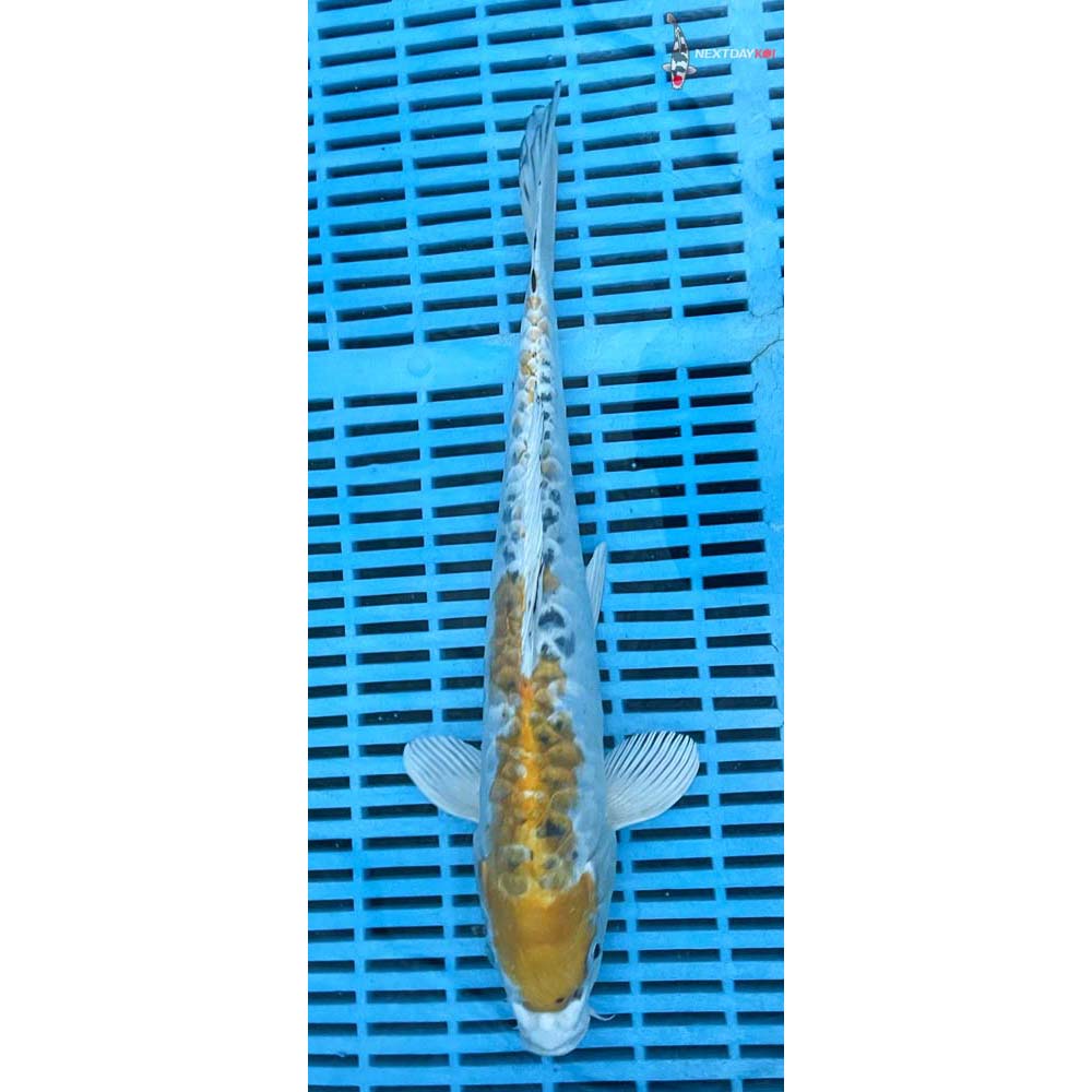 12-14” Imported Armor Scaled Yamato Nishiki