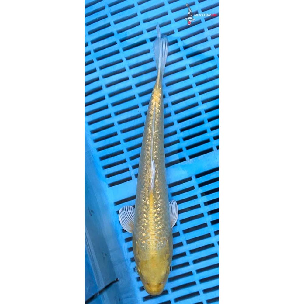 12-14” Imported Gin Rin Yamabuki Ogon