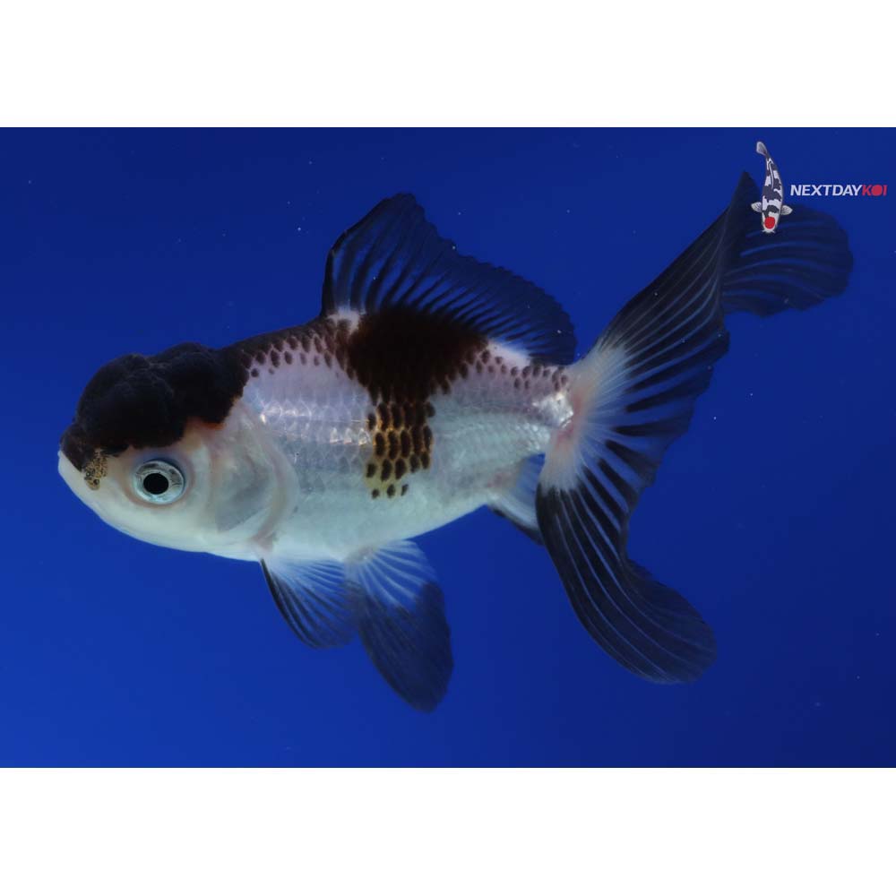 4” Imported Tri Color Panda Oranda