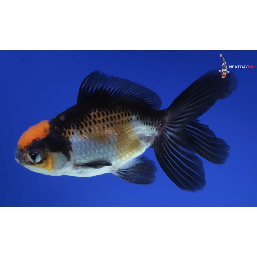 4” Imported Tri Color Panda Oranda