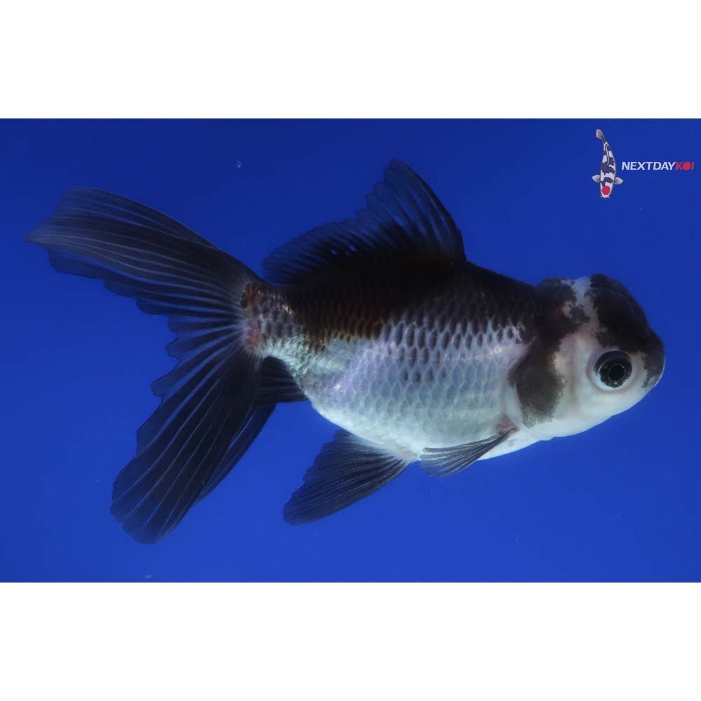 4” Imported Tri Color Panda Oranda