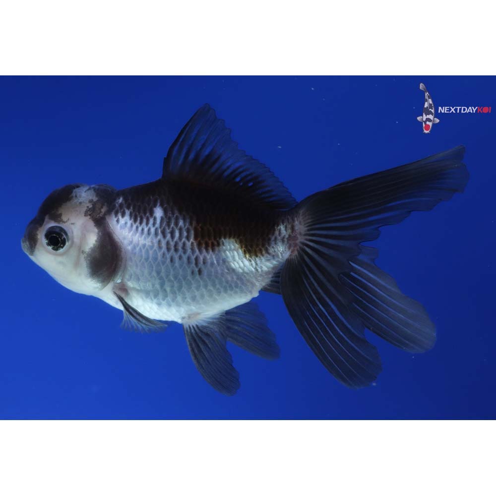4” Imported Tri Color Panda Oranda