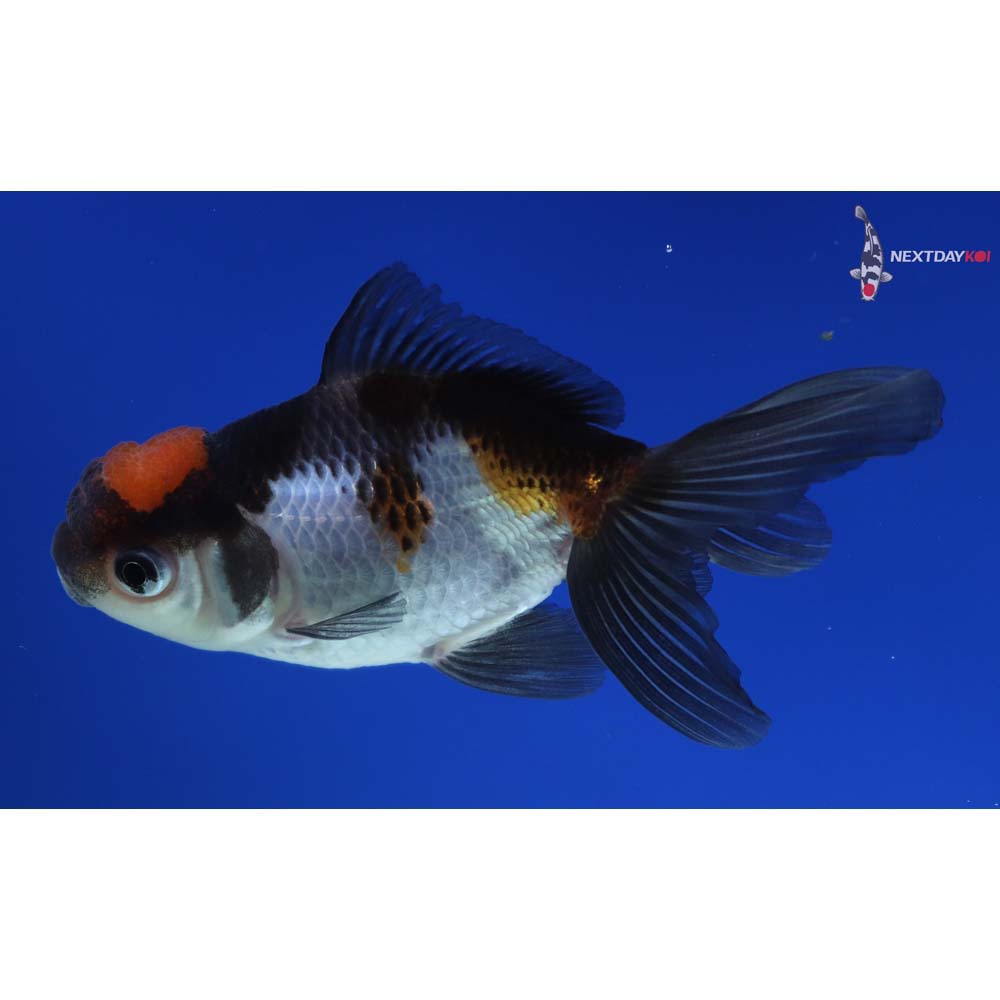 3.5” Imported Tri Color Panda Oranda