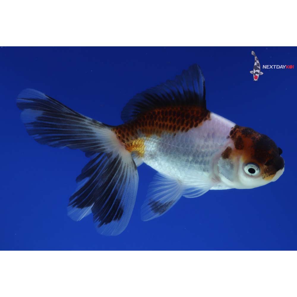 4” Imported Tri Color Panda Oranda