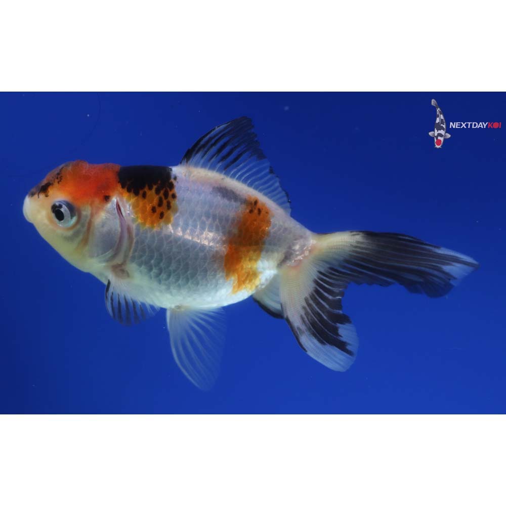 4” Imported Tri Color Panda Oranda