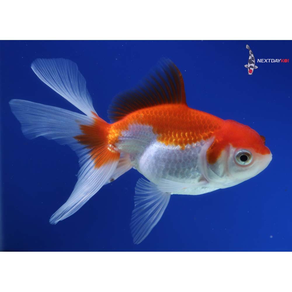 4.5” Imported Red and White Oranda
