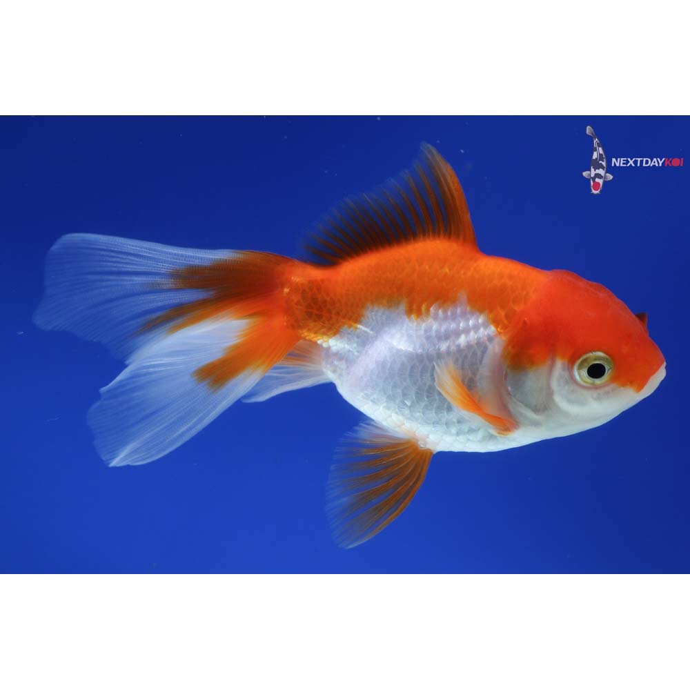 4.5” Imported Red and White Oranda