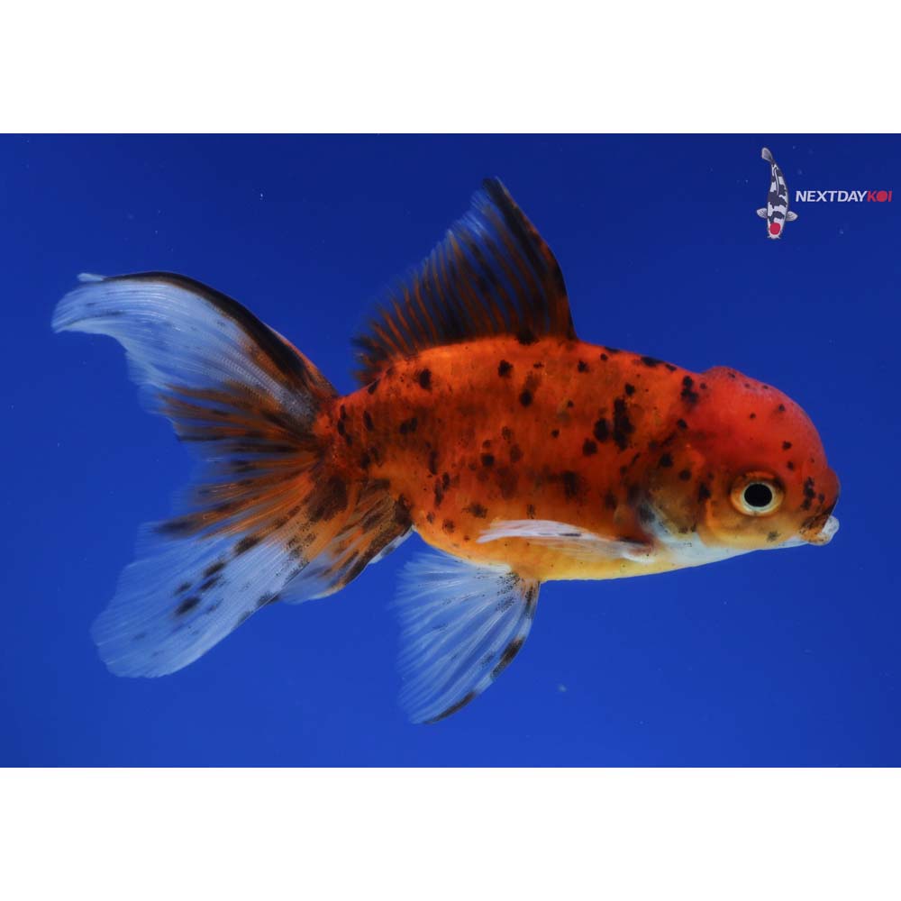 4.5” Imported Calico Oranda