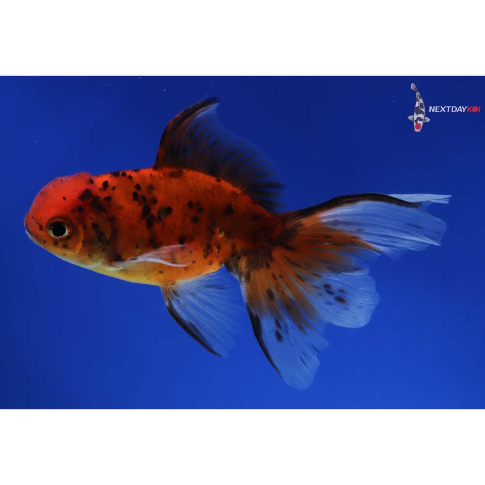 4.5” Imported Calico Oranda