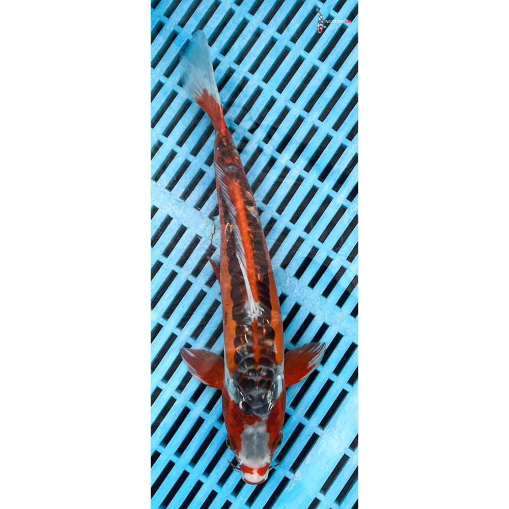 10-12” Imported Shusui