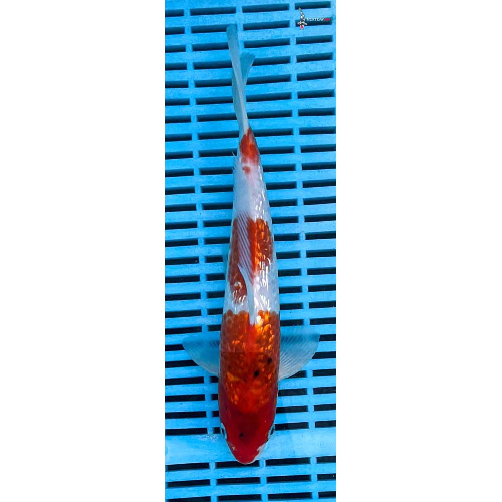 10-12” Imported Gin Rin Sanke