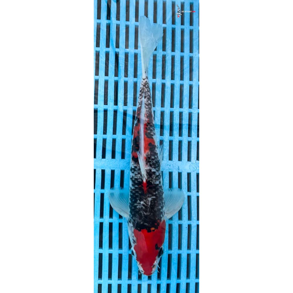 10-12” Imported Goshiki