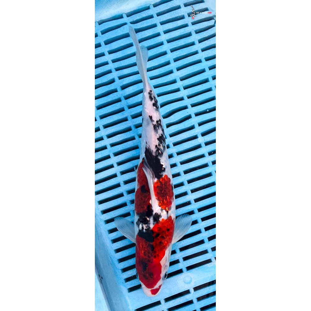 10-12” Imported Gin Rin Sanke