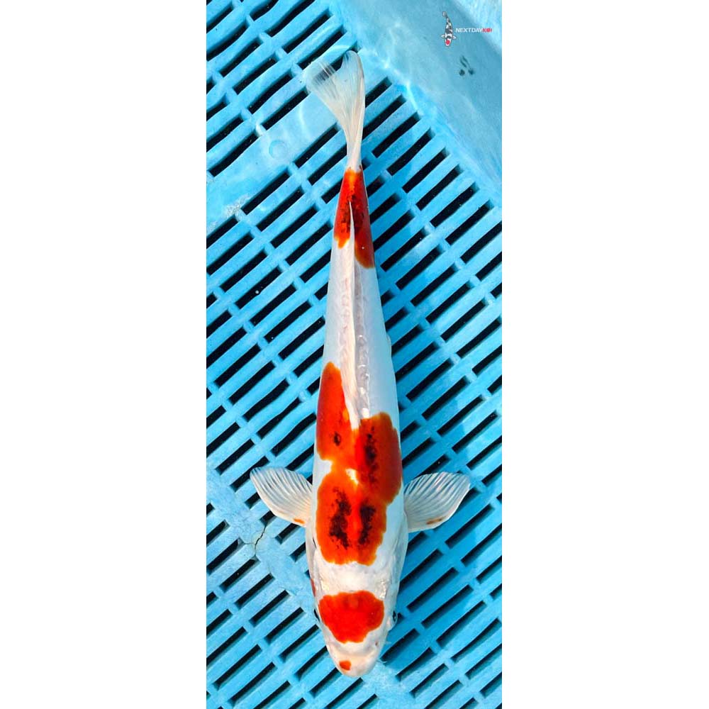 12-14” Imported Heisei Nishiki