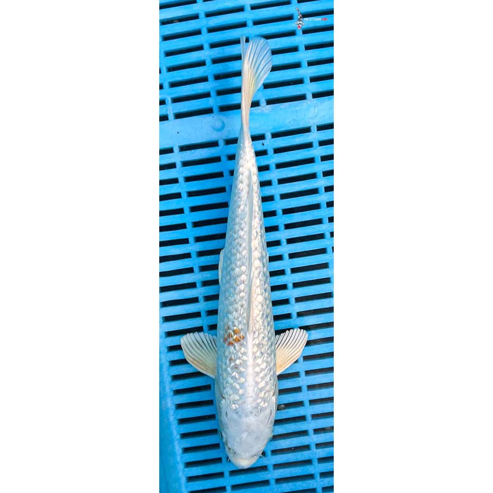 12-14” Imported Gin Rin Hariwake