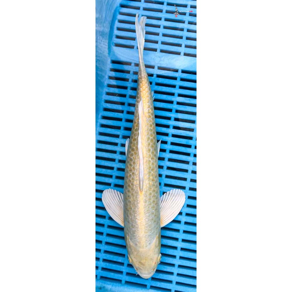 12-14” Imported Gin Rin Yamabuki Ogon