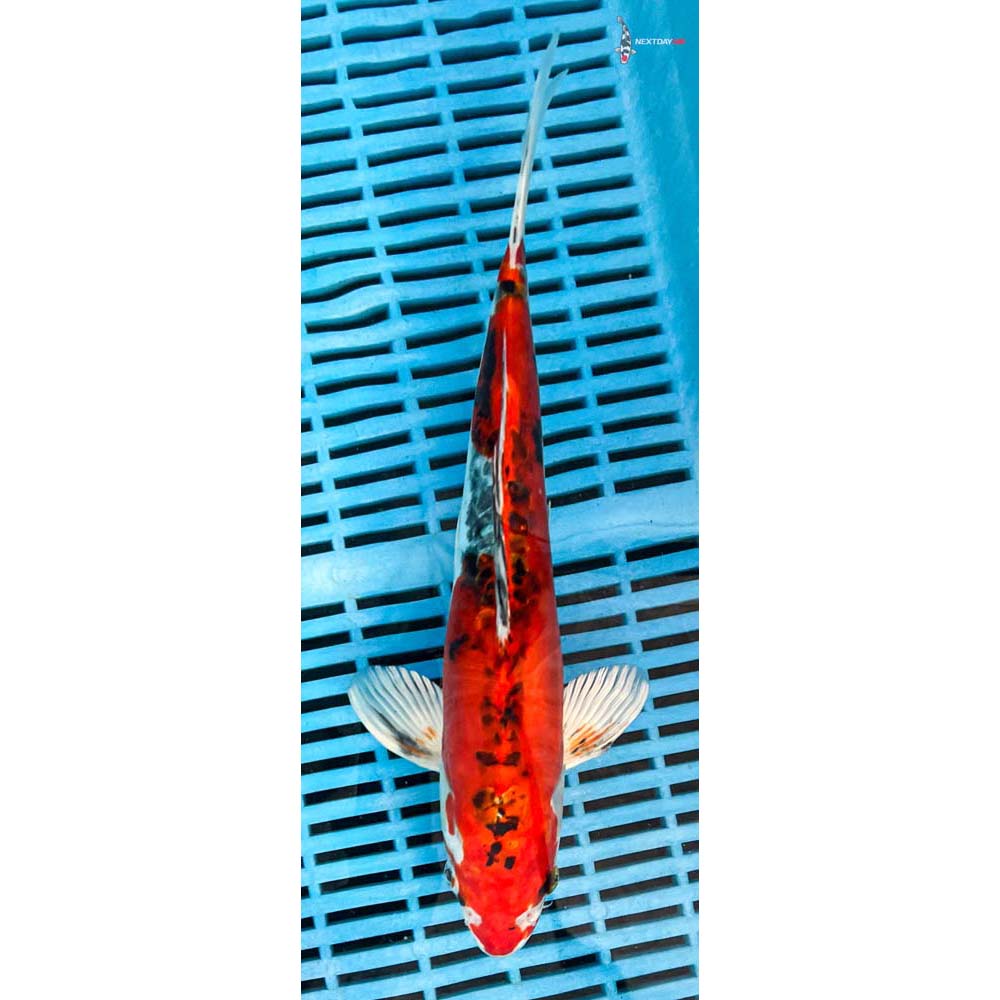 12-14” Imported Heisei Nishiki