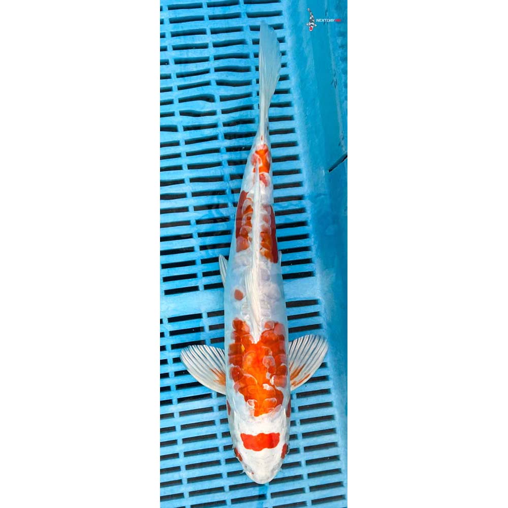 12-14” Imported Kikusui