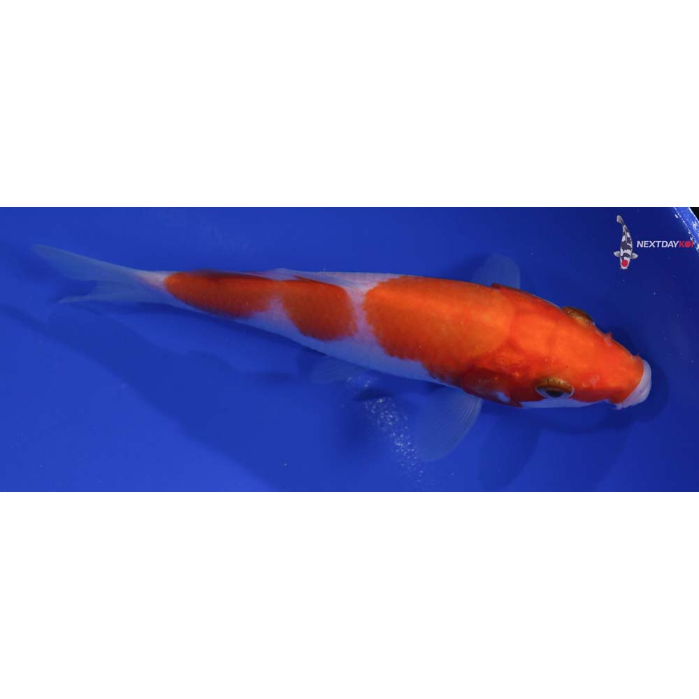 5” Imported Kohaku