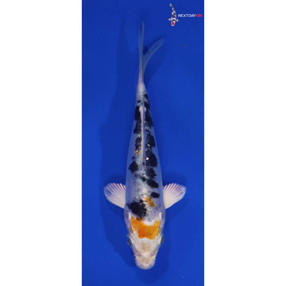 5” Imported Heisei Nishiki