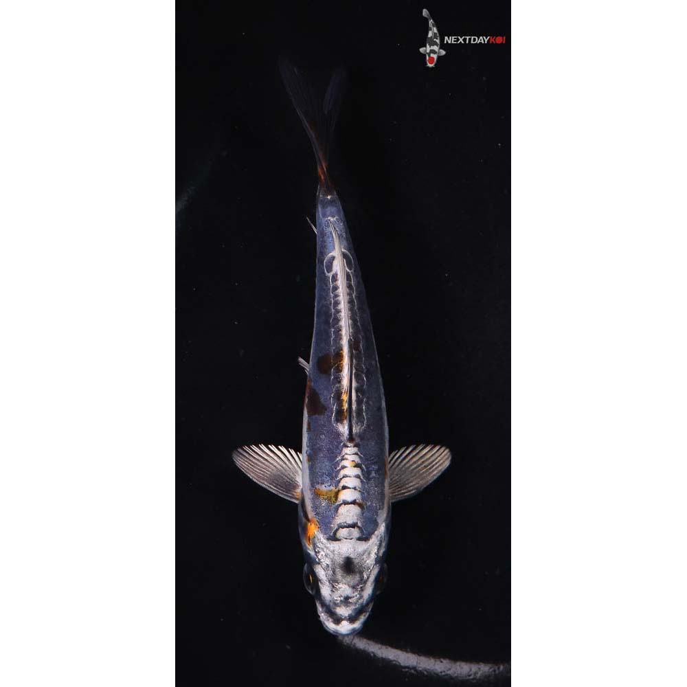 5” Imported Kin Kikokuryu