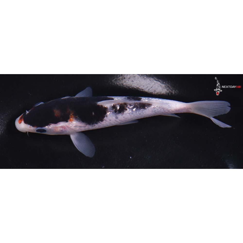 5.5” Imported Gin Rin Goromo