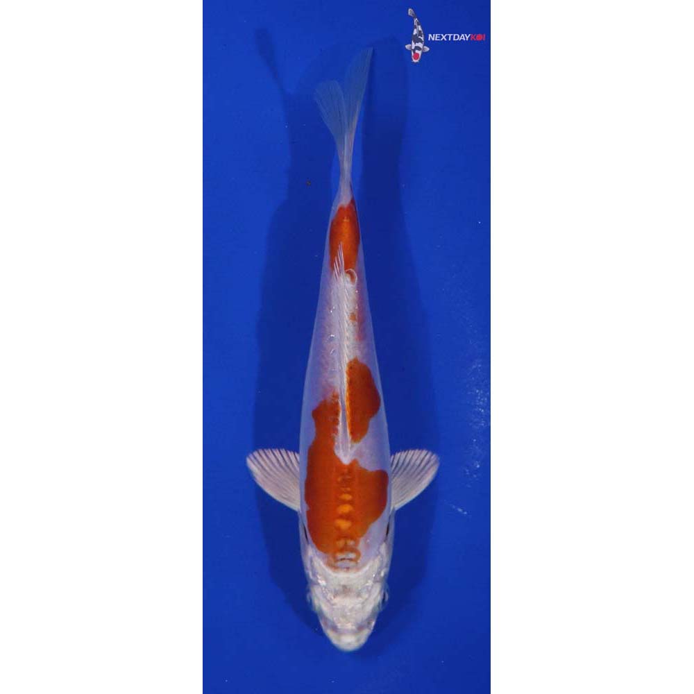 5.5” Imported Kikusui