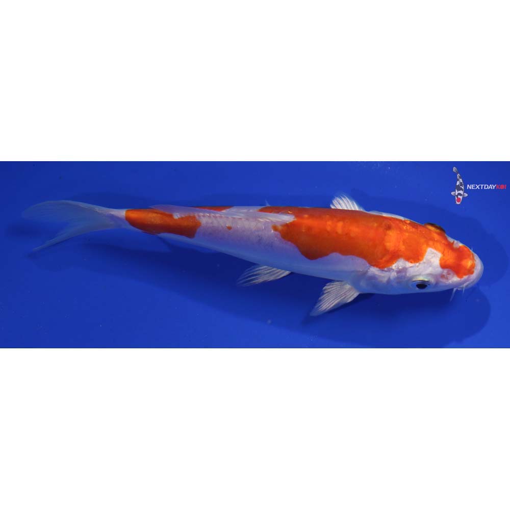 6” Imported Kikusui