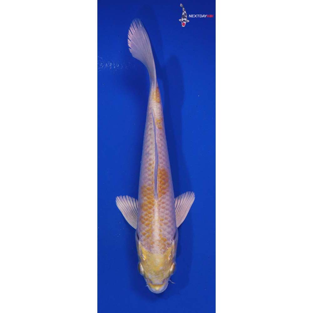 6” Imported Lemon Hariwake