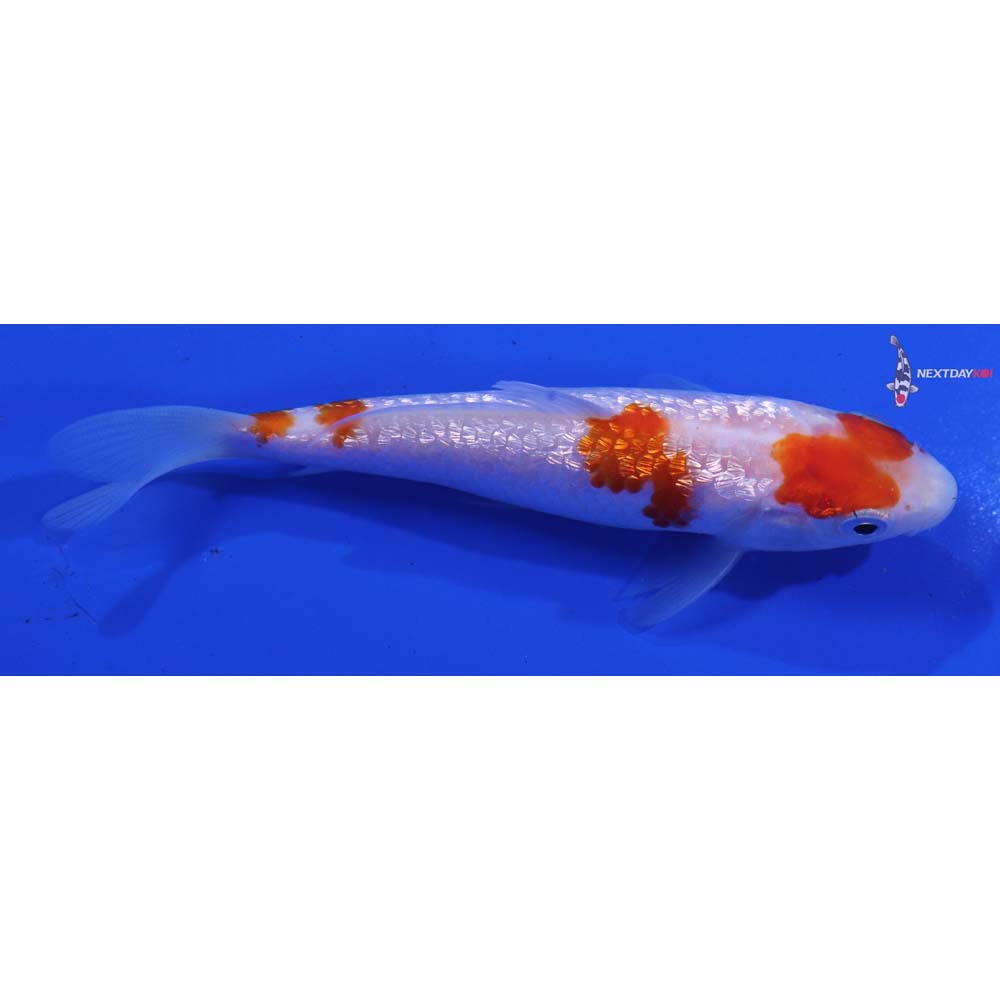 4.5” Imported Gin Rin Kohaku