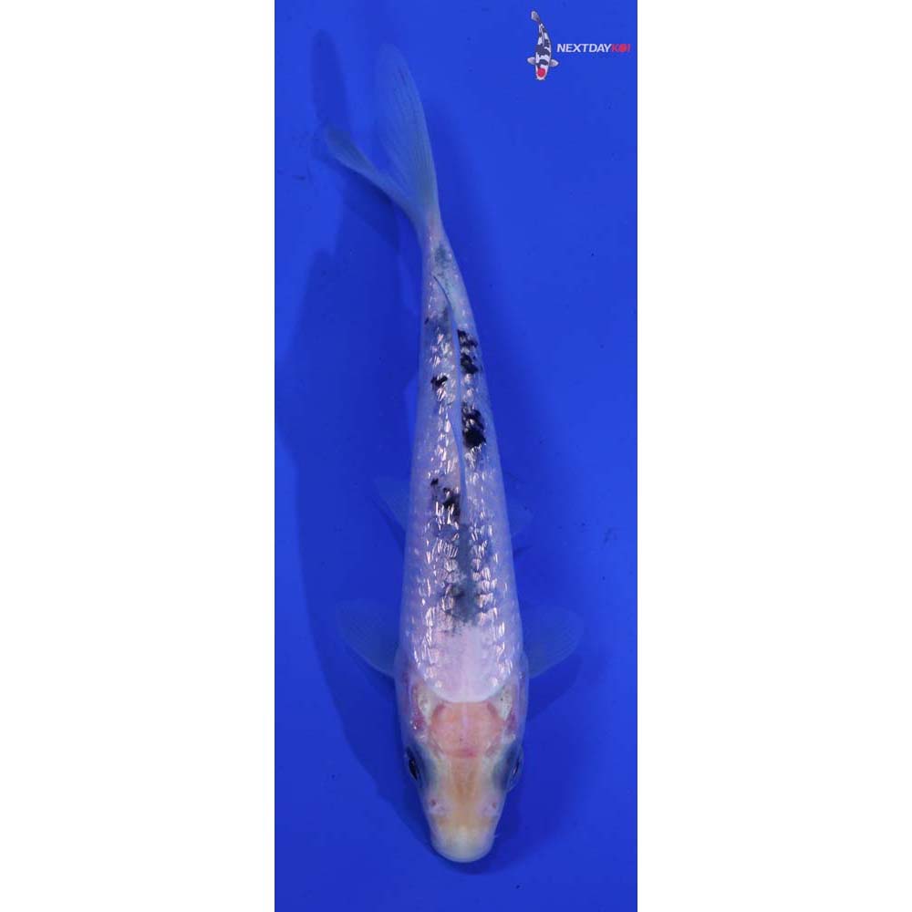 4.5” Imported Gin Rin Shiro Bekko